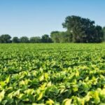 Programa Soja Legal amplia apoio a agricultores para cumprimento de NRs em Mato Grosso