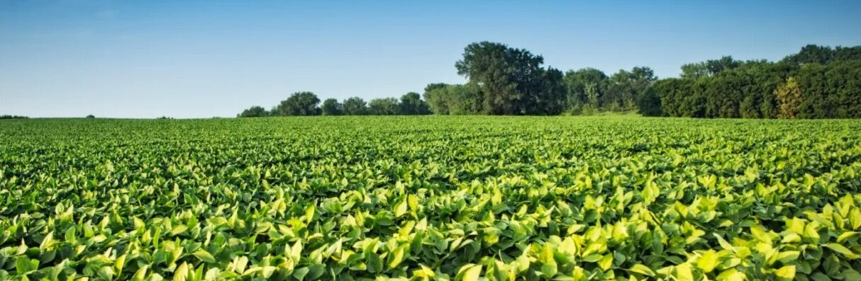 Programa Soja Legal amplia apoio a agricultores para cumprimento de NRs em Mato Grosso