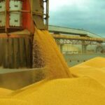 Milho e algodão impulsionam Egito a vice-liderar compras de produtos de Mato Grosso