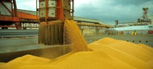 Milho e algodão impulsionam Egito a vice-liderar compras de produtos de Mato Grosso