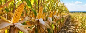 Mato Grosso domina produção de milho e coloca 39 municípios entre os maiores do Brasil